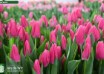 Tulipa Sandor ® (2)